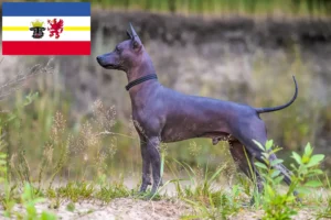 Read more about the article Xolo crescători și căței în Mecklenburg-Vorpommern