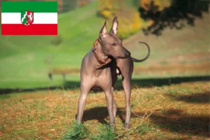 Read more about the article Xolo crescători și căței în Renania de Nord-Westfalia