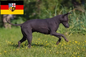 Read more about the article Xolo crescători și căței în Saarland