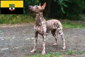 Read more about the article Xolo crescători și căței în Saxonia-Anhalt