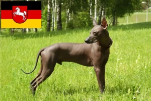 Read more about the article Xolo crescători și căței în Saxonia Inferioară