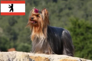 Read more about the article Yorkshire Terrier crescători și căței în Berlin