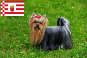 Read more about the article Yorkshire Terrier crescători și căței în Bremen