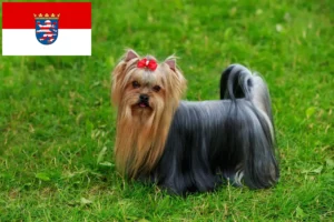 Read more about the article Yorkshire Terrier crescători și căței în Hessen