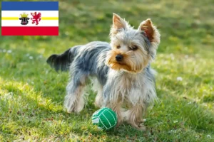 Read more about the article Yorkshire Terrier crescători și căței în Mecklenburg-Vorpommern
