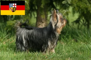 Read more about the article Yorkshire Terrier crescători și căței în Saarland