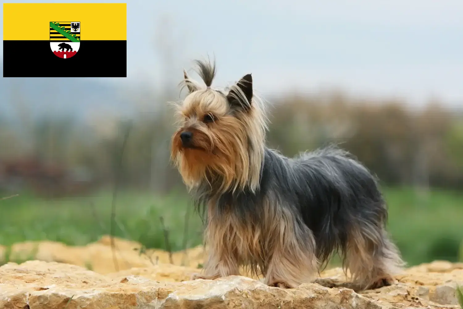 Read more about the article Yorkshire Terrier crescători și căței în Saxonia-Anhalt