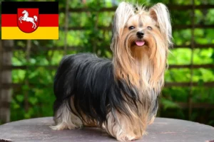 Read more about the article Yorkshire Terrier crescători și căței în Saxonia Inferioară
