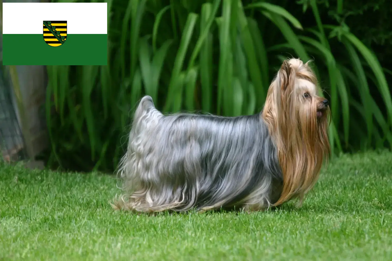 Read more about the article Yorkshire Terrier crescători și căței în Saxonia