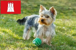 Read more about the article Yorkshire Terrier crescători și căței în Hamburg