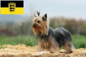 Read more about the article Yorkshire Terrier crescători și căței în Baden-Württemberg