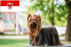 Read more about the article Yorkshire Terrier crescători și căței în Brandenburg