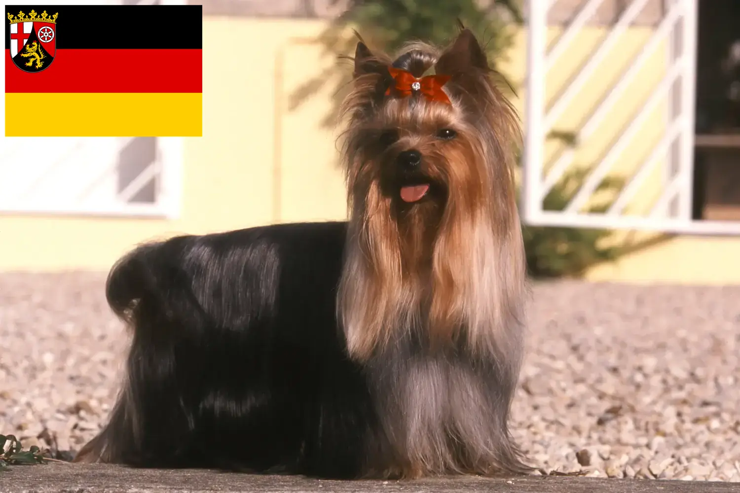Read more about the article Yorkshire Terrier crescători și căței în Renania-Palatinat