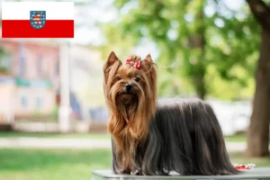 Read more about the article Yorkshire Terrier crescători și căței în Thuringia