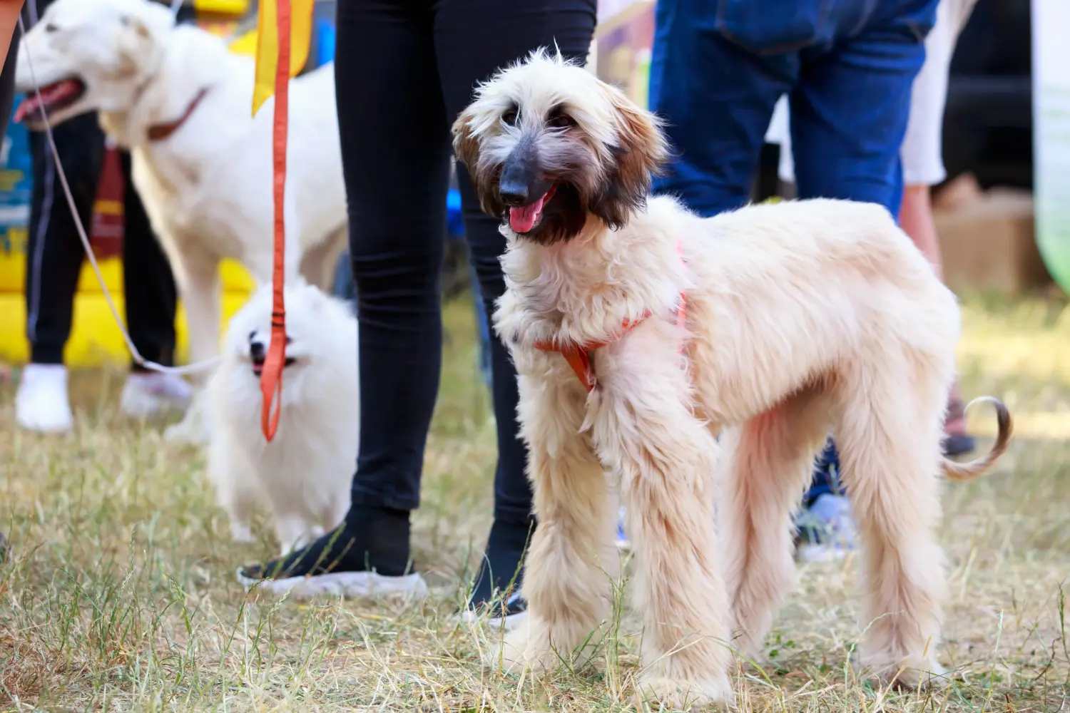 Cumpărarea unui cățel Afghan Hound înseamnă asumarea responsabilității! Cumpărați pui de ogar afgan.