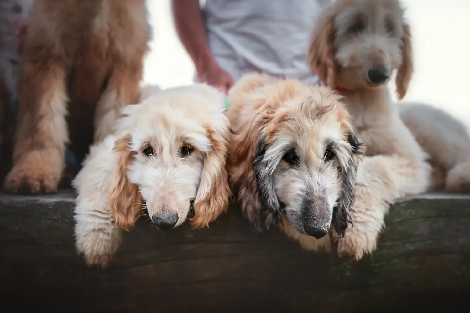 Cumpărarea unui cățel Afghan Hound înseamnă asumarea responsabilității! Cumpărați pui de ogar afgan.