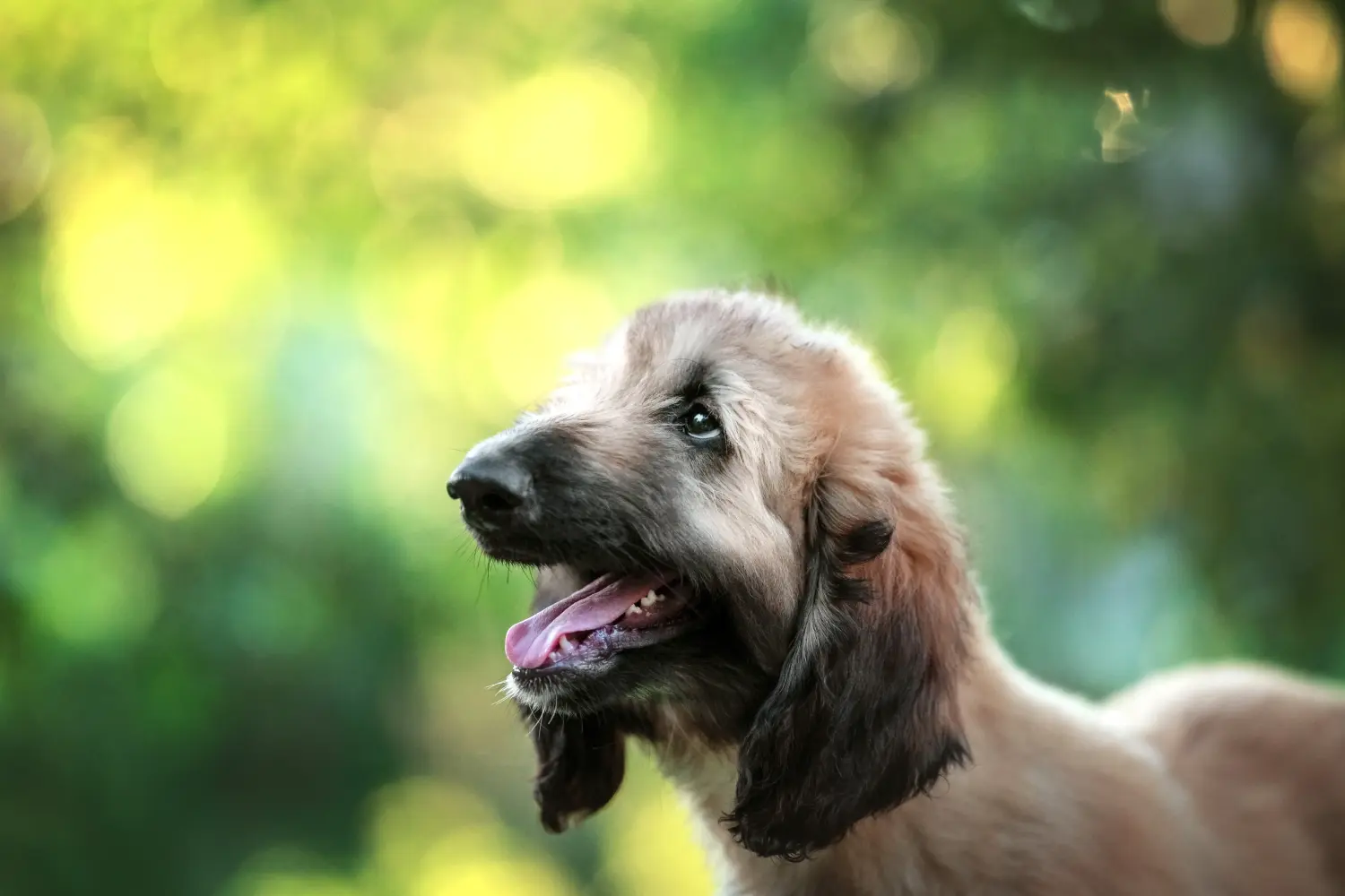 Cumpărarea unui cățel Afghan Hound înseamnă asumarea responsabilității! Cumpărați pui de ogar afgan.