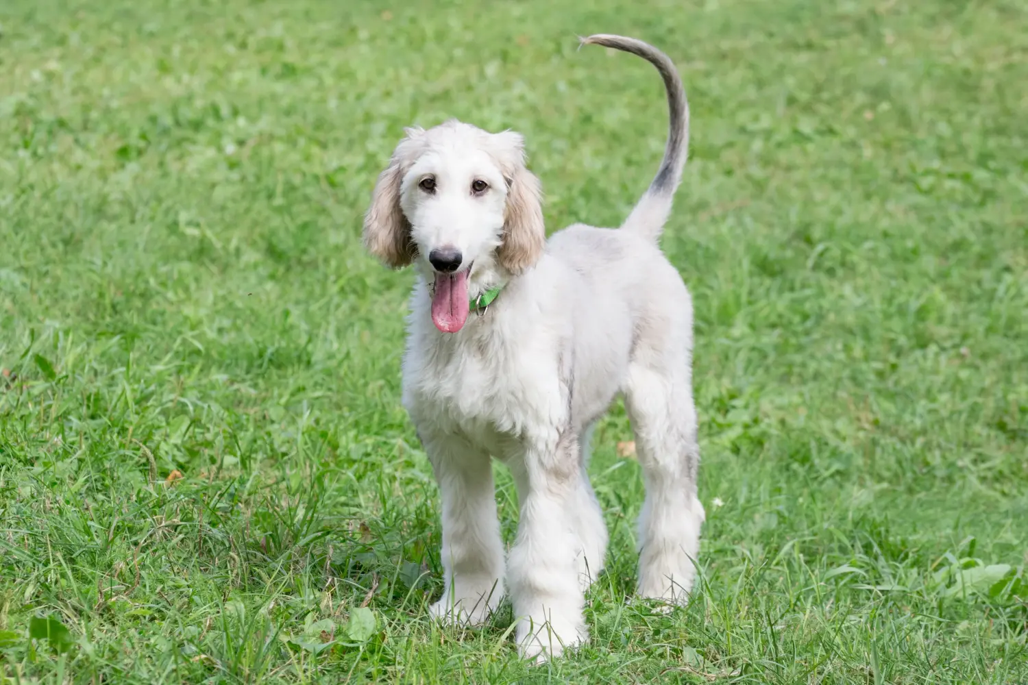 Cumpărarea unui cățel Afghan Hound înseamnă asumarea responsabilității! Cumpărați pui de ogar afgan.