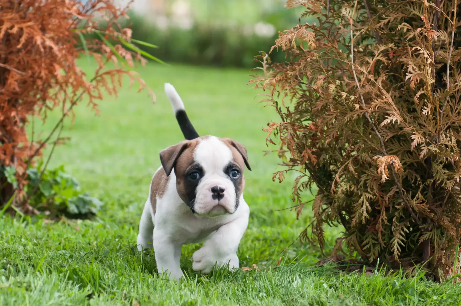Cumpărarea unui cățel American Bulldog înseamnă asumarea responsabilității! Cumpărați cățeluși Bulldog american.