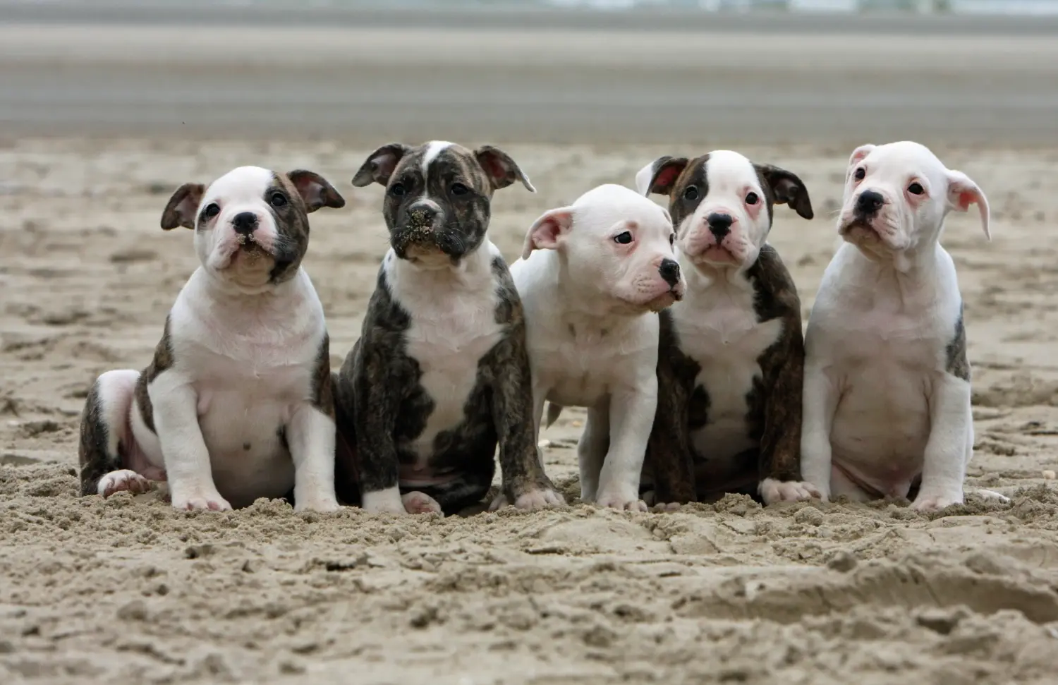 Cumpărarea unui cățel American Bulldog înseamnă asumarea responsabilității! Cumpărați cățeluși Bulldog american.
