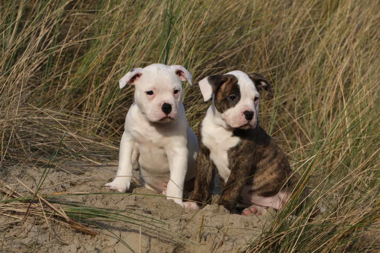 Cumpărarea unui cățel American Bulldog înseamnă asumarea responsabilității! Cumpărați cățeluși Bulldog american.