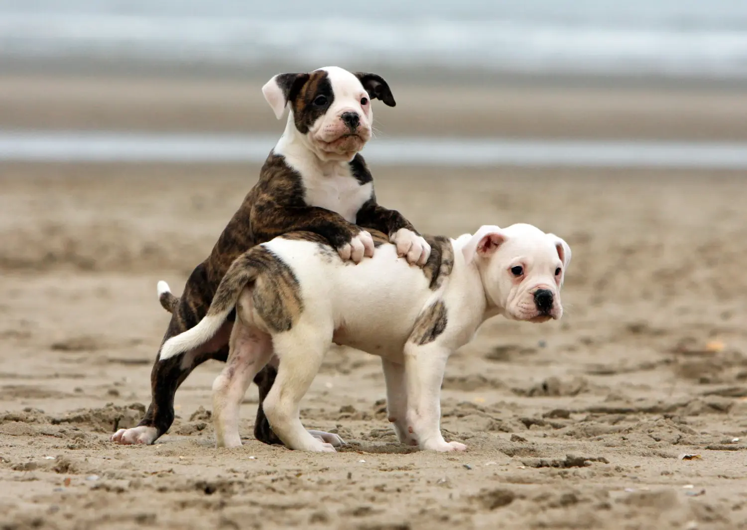 Cumpărarea unui cățel American Bulldog înseamnă asumarea responsabilității! Cumpărați cățeluși Bulldog american.