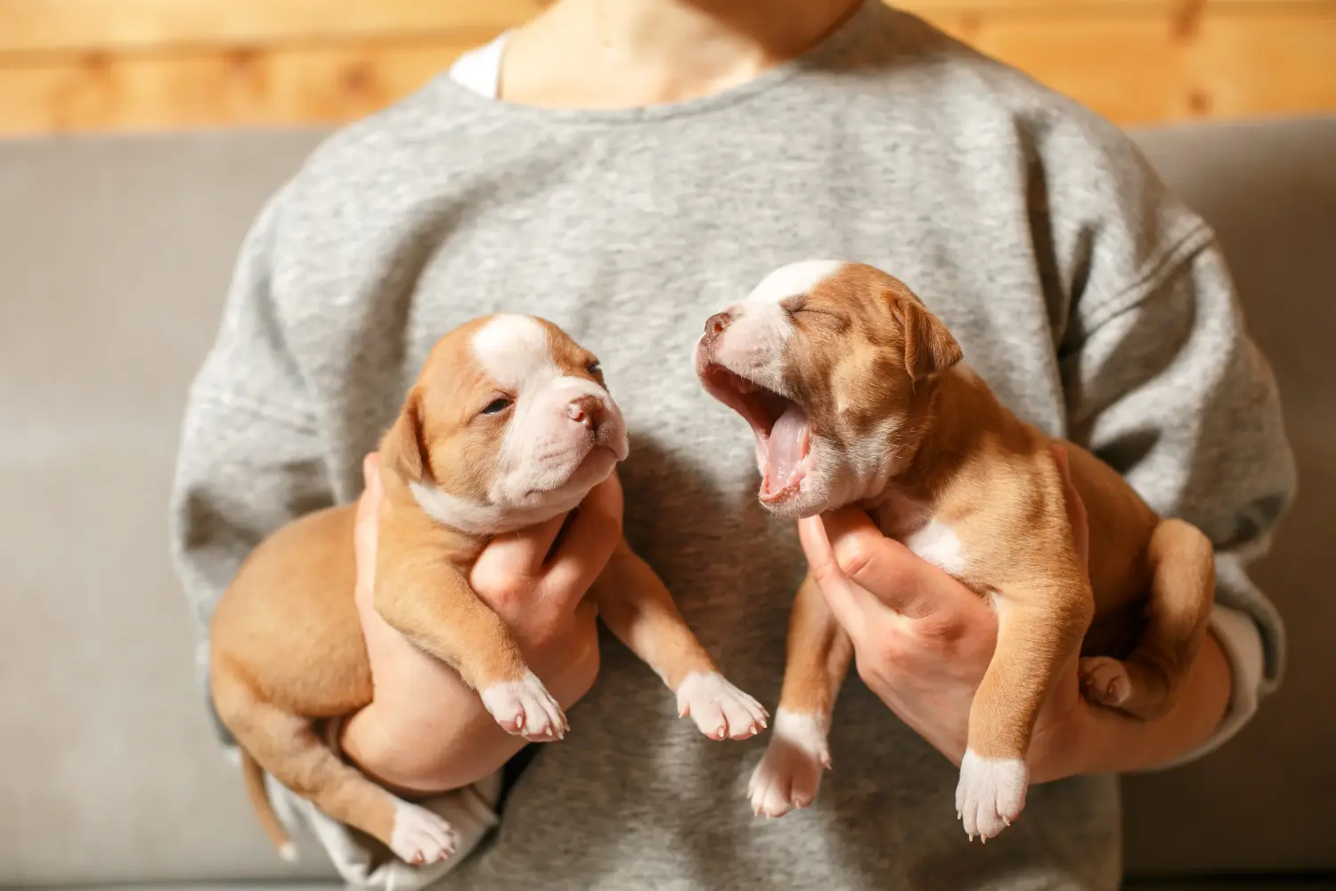 Cumpărarea unui cățel American Bulldog înseamnă asumarea responsabilității! Cumpărați cățeluși Bulldog american.