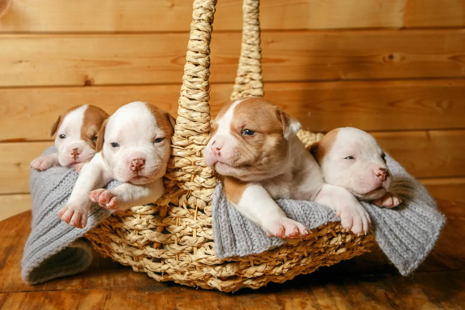 Cumpărarea unui cățel American Bulldog înseamnă asumarea responsabilității! Cumpărați cățeluși Bulldog american.