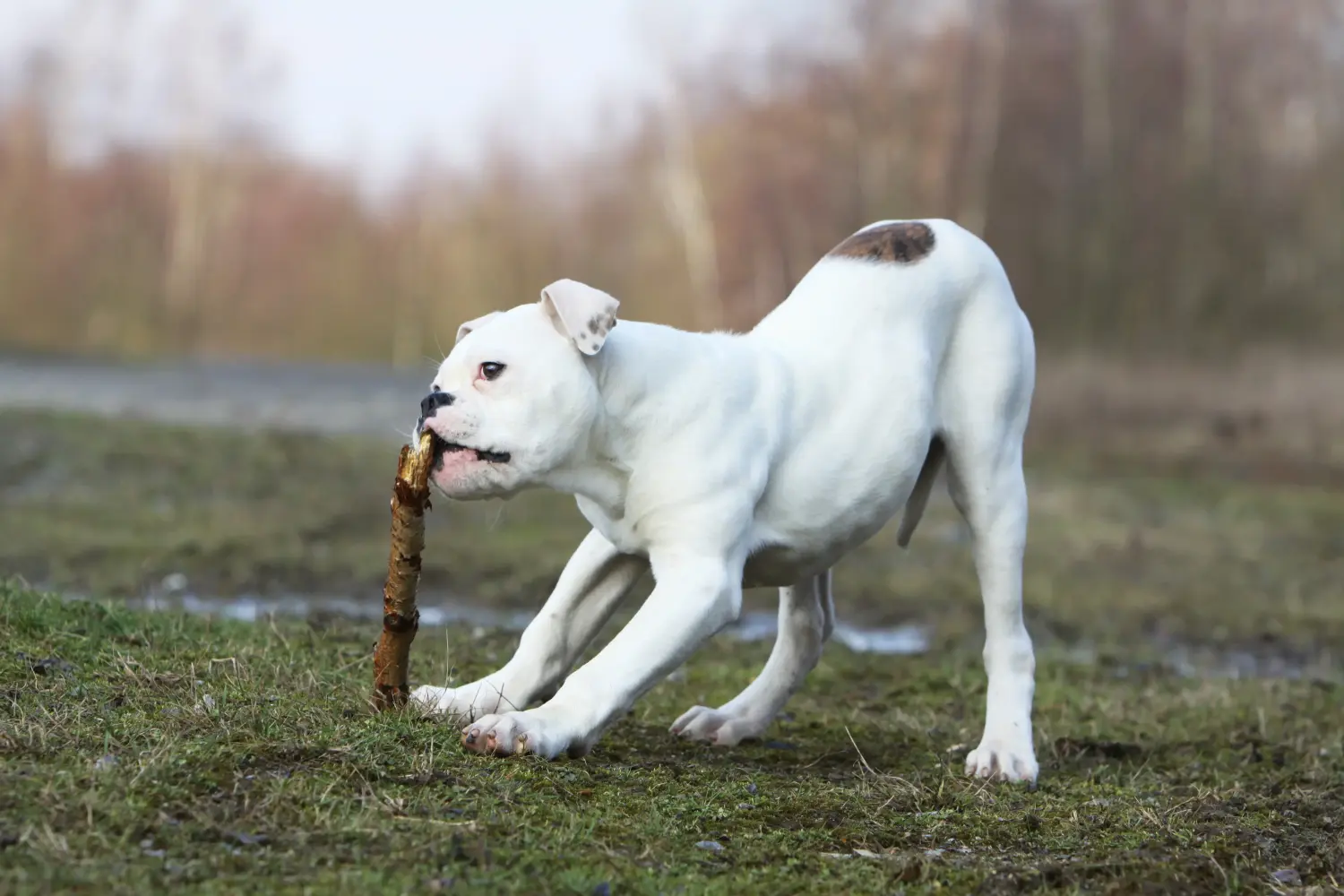 Cumpărarea unui cățel American Bulldog înseamnă asumarea responsabilității! Cumpărați cățeluși Bulldog american.