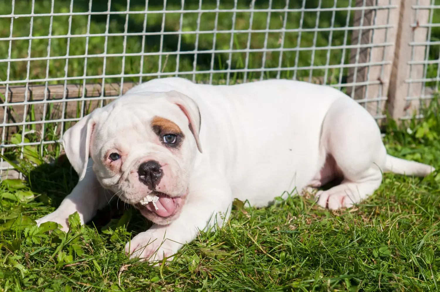 Cumpărarea unui cățel American Bulldog înseamnă asumarea responsabilității! Cumpărați cățeluși Bulldog american.
