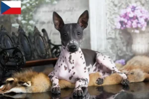 Read more about the article American Hairless Terrier crescători și căței în Republica Cehă