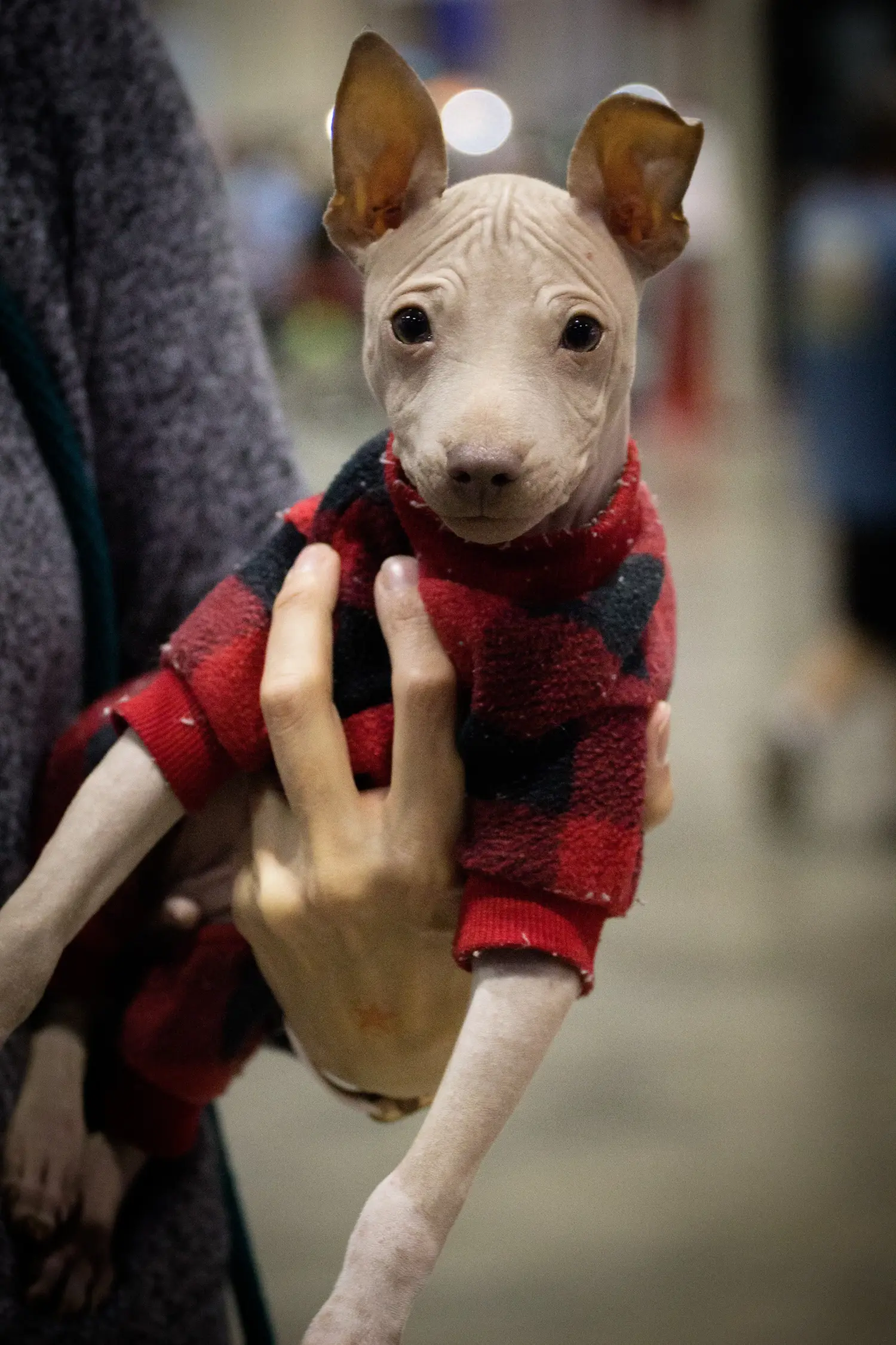 Cumpărarea unui cățel American Hairless Terrier înseamnă asumarea responsabilității! Cumpărați căței American Hairless Terrier.