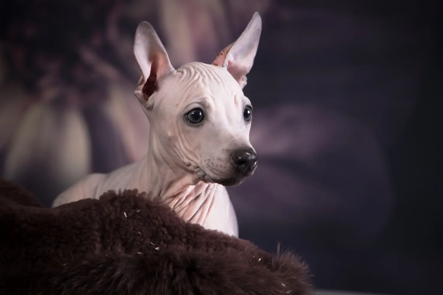 Cumpărarea unui cățel American Hairless Terrier înseamnă asumarea responsabilității! Cumpărați căței American Hairless Terrier.