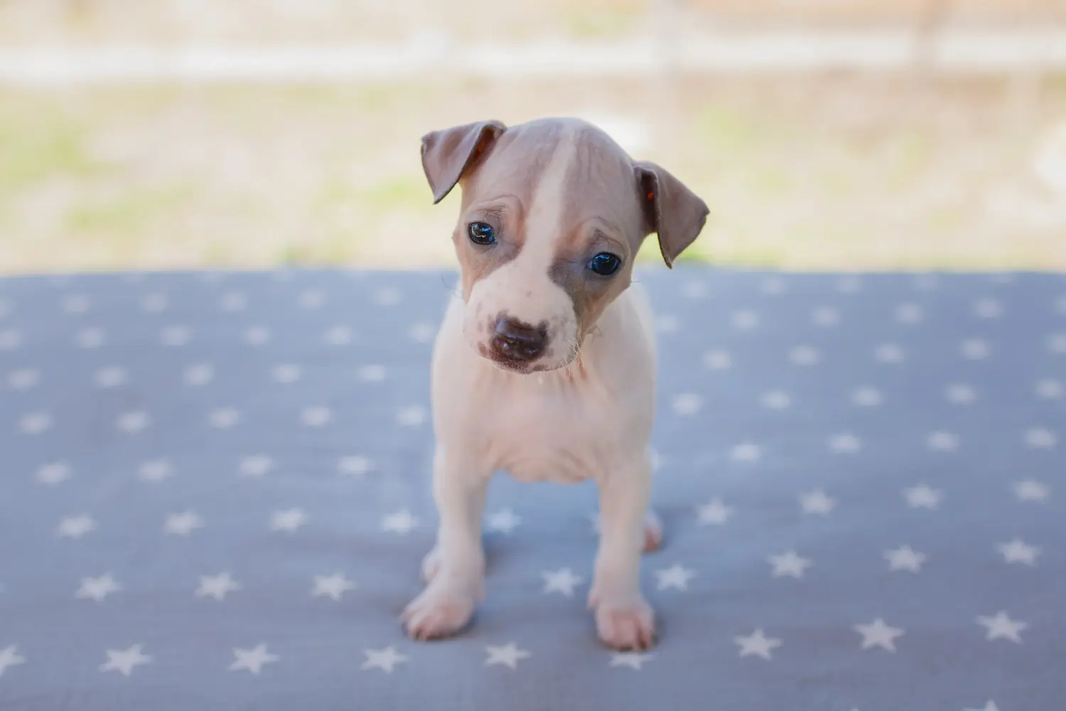 Cumpărarea unui cățel American Hairless Terrier înseamnă asumarea responsabilității! Cumpărați căței American Hairless Terrier.