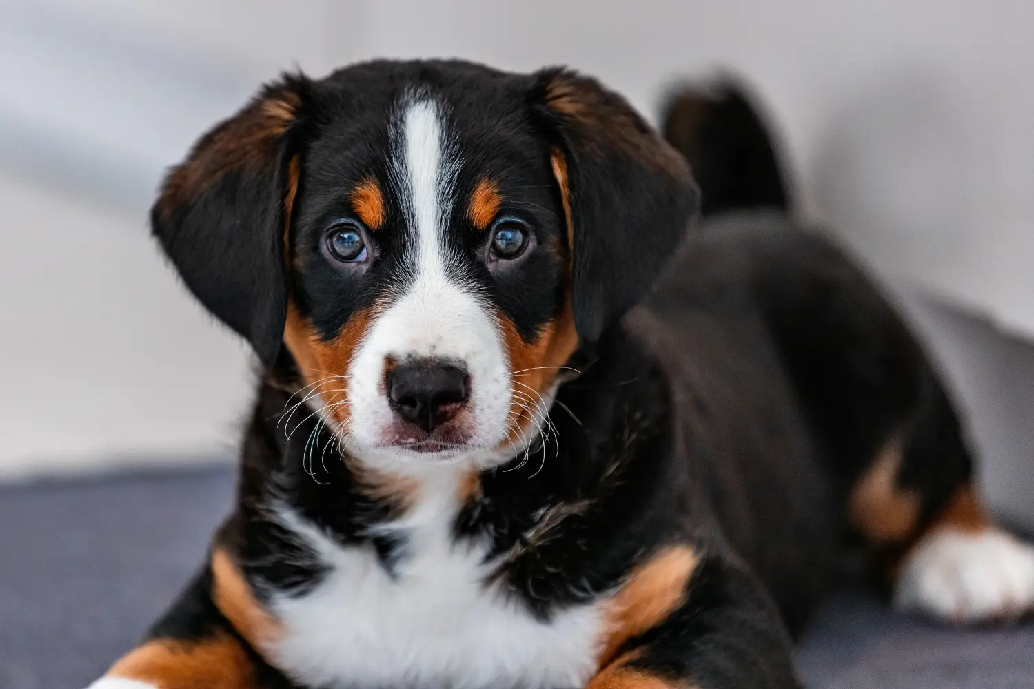 Cumpărarea unui cățeluș Appenzeller Mountain Dog înseamnă asumarea responsabilității! Cumpărați căței Appenzell Mountain Dog.