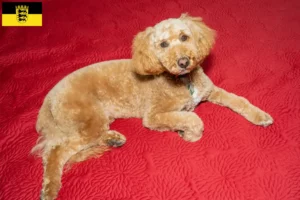 Read more about the article Australian Labradoodle crescători și căței în Baden-Württemberg