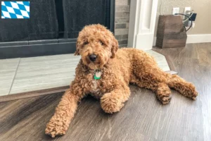 Read more about the article Australian Labradoodle crescători și căței în Bavaria