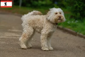 Read more about the article Australian Labradoodle crescători și căței în Berlin