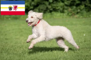 Read more about the article Australian Labradoodle crescători și căței în Mecklenburg-Vorpommern