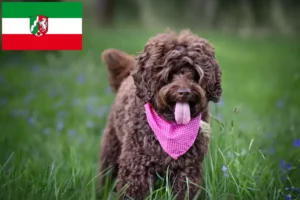 Read more about the article Australian Labradoodle crescători și căței în Renania de Nord-Westfalia