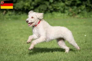 Read more about the article Australian Labradoodle crescători și căței în Rhineland-Palatinate