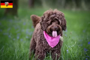 Read more about the article Australian Labradoodle crescători și căței în Saarland