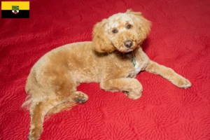 Read more about the article Australian Labradoodle crescători și căței în Saxony-Anhalt