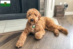 Read more about the article Australian Labradoodle crescători și căței în Saxonia