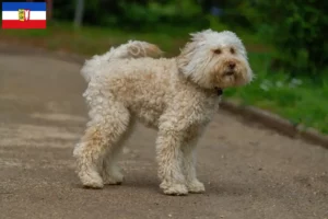 Read more about the article Australian Labradoodle crescători și căței în Schleswig-Holstein