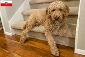 Read more about the article Australian Labradoodle crescători și căței în Thuringia