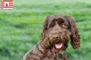 Read more about the article Australian Labradoodle crescător și căței în Bremen
