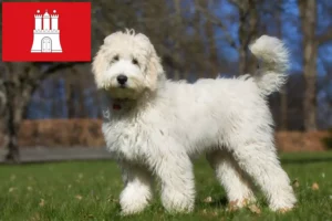Read more about the article Australian Labradoodle crescători și căței în Hamburg