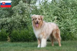Read more about the article Australian Shepherd crescători și căței în Slovacia