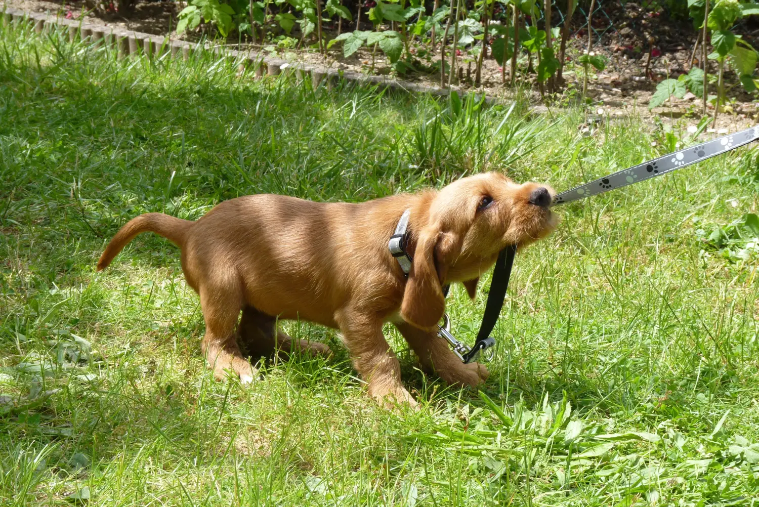 Cumpărarea unui cățel Basset fauve de Bretagne înseamnă asumarea responsabilității! Basset fauve de Bretagne cățeluși de vânzare.